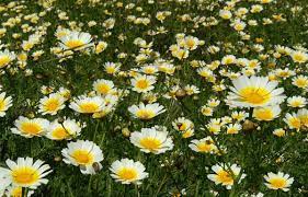 Chrysanthemum Cultivation Information Guide Agri Farming