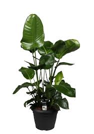 Strelitzia reginae en strelitzia nicolai ✓ in webshop én winkels • geweldig groen. Strelitzia Nicolai Pot 35 Cm Florastore