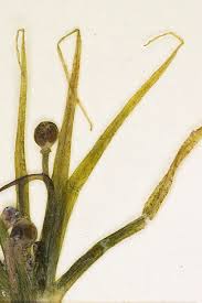 Image result for Subularia monticola