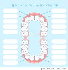 Baby Tooth Eruption Chart Stock Illustration 44075161