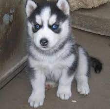 Free Husky Puppies For Free Wow Free Husky Dogs And Puppies For Sale Husky Puppies For Sale Siberian Husky Puppies Husky Puppy