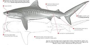 They are a large species, and exceptional individuals can reach 18 ft. Tiger Sharks Perfect Scavengers Epic Diving