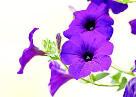 Check spelling or type a new query. Purple Flowers On Light Background Photograph By Edward Myers