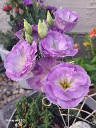 Image result for eustoma Balboa