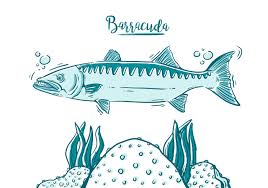 Downloade dieses freie bild zum thema barracuda fisch unterwasser aus pixabays umfangreicher sammlung an public domain bildern und videos. Gratis Barracuda Fisch 125043 Vektor Kunst Bei Vecteezy