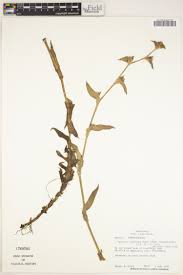 Image result for Floscopa glomerata