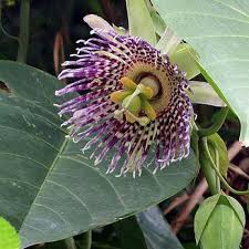 Image result for Passiflora ligularis