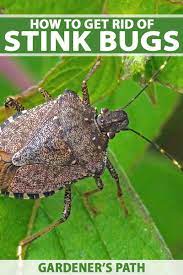 Keeping stink bugs out of a structure will include a mix of insecticide applications, sanitation and exclusion practices. How To Get Rid Of Stink Bugs In The Home Or Garden Gardener S Path