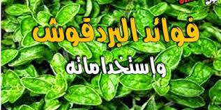 فوائد عشبة البردقوش الطبية والعلاجية والغذائية Herbs Blog Posts Blog