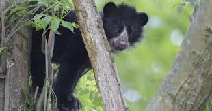 Premiers Pas De Nazca Petite Ourse A Lunettes Au Parc Et Chateau De Thoiry Zoonaute L Actualite Zoos Aquariums Pres De Chez Vous Petite Ourse Thoiry Ours
