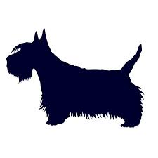 Image result for skotský teriér