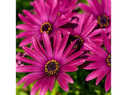 Image result for paprskovka obrázek