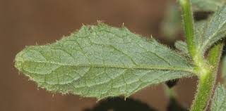 Image result for Pseudoconyza