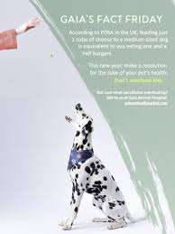 We Know It S Hard But Obese Pets Really Suffer When We Over Indulge Them Animal Hospital Pets Pet Health