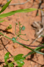 Image result for Oxygonum sinuatum