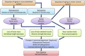Balance Control In Elderly People With Osteoporosis Sciencedirect