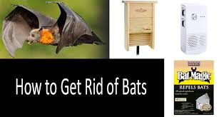 Scientists have found that bat pups imitate noises and babble like human infants. How To Get Rid Of Bats Best Repellents And Ways 2021 Detailed Guide