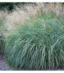 Image result for Pycreus gracillimus