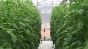 Now you can happily pick tomatoes through the winter as well as the summer. Growing Tomatoes Indoors In Winter Youtube