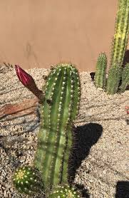 Cactus plants and succulents are the perfect choice if you're looking for indoor plants that almost look after themselves. Why Is My Cactus Tipping Over Sunnyside Gardens