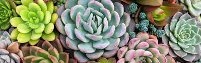 I am so pleased with my order that i already placed another and will continue to shop here in the future for all of my plant needs. Cacti Succulents For Sale Minneapolis St Paul Wagners Greenhouses