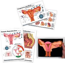 A female part of a machine has. Amazon Com Female Reproductive Anatomy Pregnancy Birth Anatomy Chart Uterus Model Everything Else