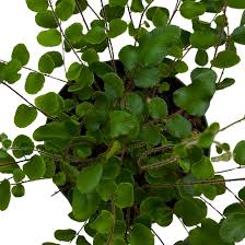 Image result for Pellaea