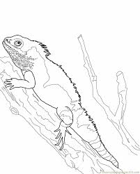 Spiderman coloring sheets printable : Water Lizard Coloring Page For Kids Free Lizard Printable Coloring Pages Online For Kids Coloringpages101 Com Coloring Pages For Kids