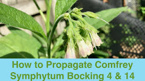 Check spelling or type a new query. How To Propagate Comfrey Symphytum Bocking 4 14 Youtube