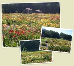 Maybe you would like to learn more about one of these? Sonrise Flower Farm Winchester Va Day Lilies Flower Farm Farm