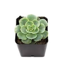 Details About 2 25 Single Succulent Mixed Varieties