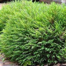 Image result for Pogonatherum paniceum