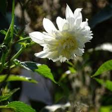 Their blooms are really something! Dahlia Alauna Clair Obscur