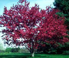 What are uses of the crabapple tree? Profusion Crabapple Tree Crabapple Tree Flowering Trees Fast Growing Trees