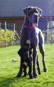 ภเgคk ค๓ grosse hunderassen riesige hunde schone hunde