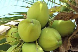 That's mainly because of the myriad of health benefits that come with it. Tips For Choosing The Best Coconut Water Grace Blog