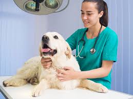 How can i tell if my dog has a brain tumour? Brain Tumor Therapy Is Going To The Dogs News Uab