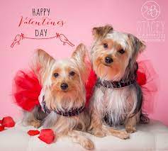 Happy Valentines Day Stacey Gammon Pet Photography Valentine Pet Photo Shoot At The Tail Trail In Oradel Dog Valentines Valentines Day Dog Animal Photoshoot