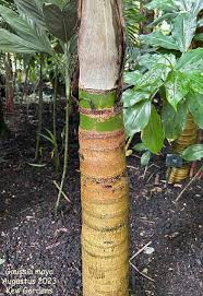 Image result for Gaussia maya