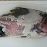 First Detection of Columnariose Bacteria in Brazilian Farmed Fish Sparks Vaccine Development Efforts
