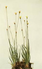 Image result for Xyris affinis