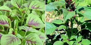 Check spelling or type a new query. Growing Hydroponic Amaranth Thota Kura Guide Gardening Tips
