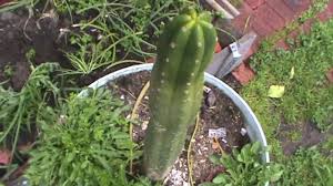 Cactus of san pedro, the cactus of the gods. Growing San Pedro Cactus Update Youtube