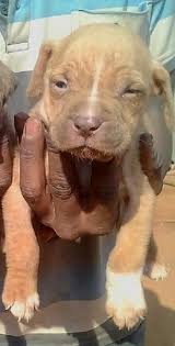 Find and adopt a pet on petfinder today. Pit Bull Puppies For Sale Alberton American Pit Bull Terrier Puppies Dog Breeders Gallery 105665