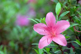 Check spelling or type a new query. Azalea Transplanting Learn When And How To Move An Azalea Shrub
