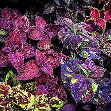 Image result for Coleus alpinus