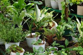 Over 179,153 flower pot pictures to choose from, with no signup needed. 10 Container Garden Tips For Beginners