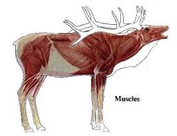 Elk Muscle In 2019 Moose Hunting Elk Hunting Tips Elk