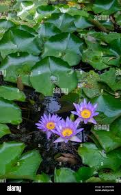 Image result for Nymphaea maculata