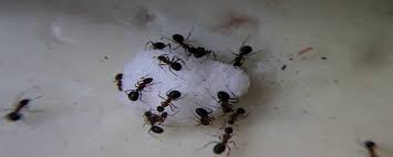 invaded by ants how to get rid of them
